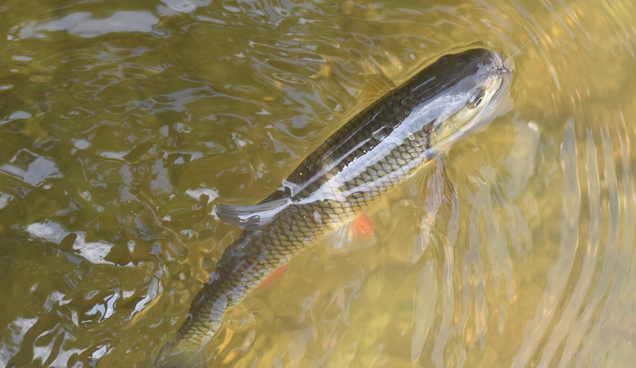 干貨 ▏飼料這么選，更能降低魚價下跌風(fēng)險！