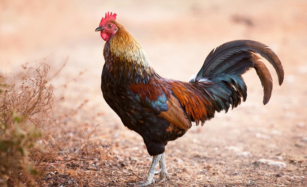 產(chǎn)氣莢膜梭菌致病機(jī)理和流行病學(xué)！